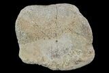 Hadrosaur Foot Bone - Alberta (Disposition #-) #100548-1